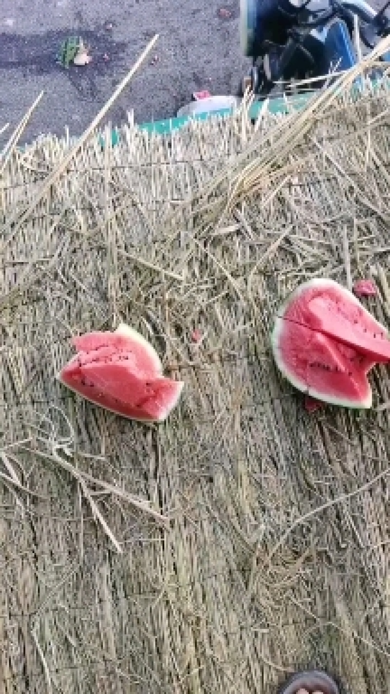 美都.硒砂瓜货源充足！产地基地自产自销！