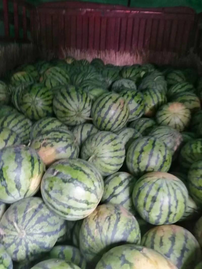 美都.硒砂瓜货源充足！产地基地自产自销！