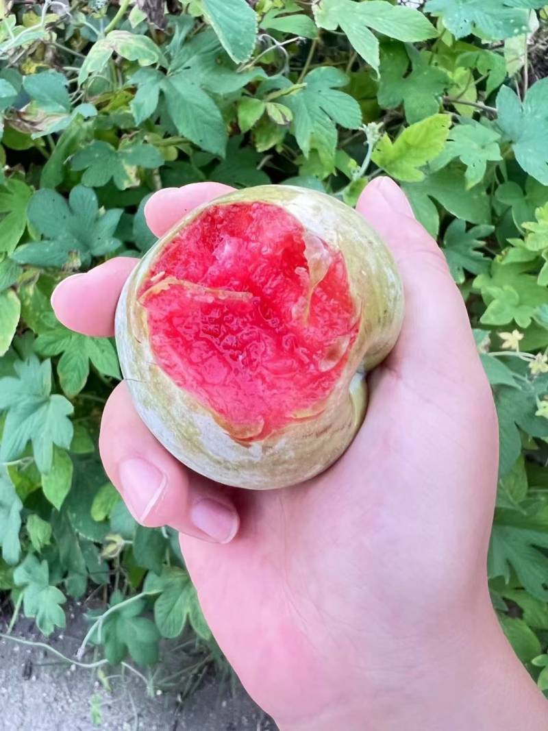 芙蓉李