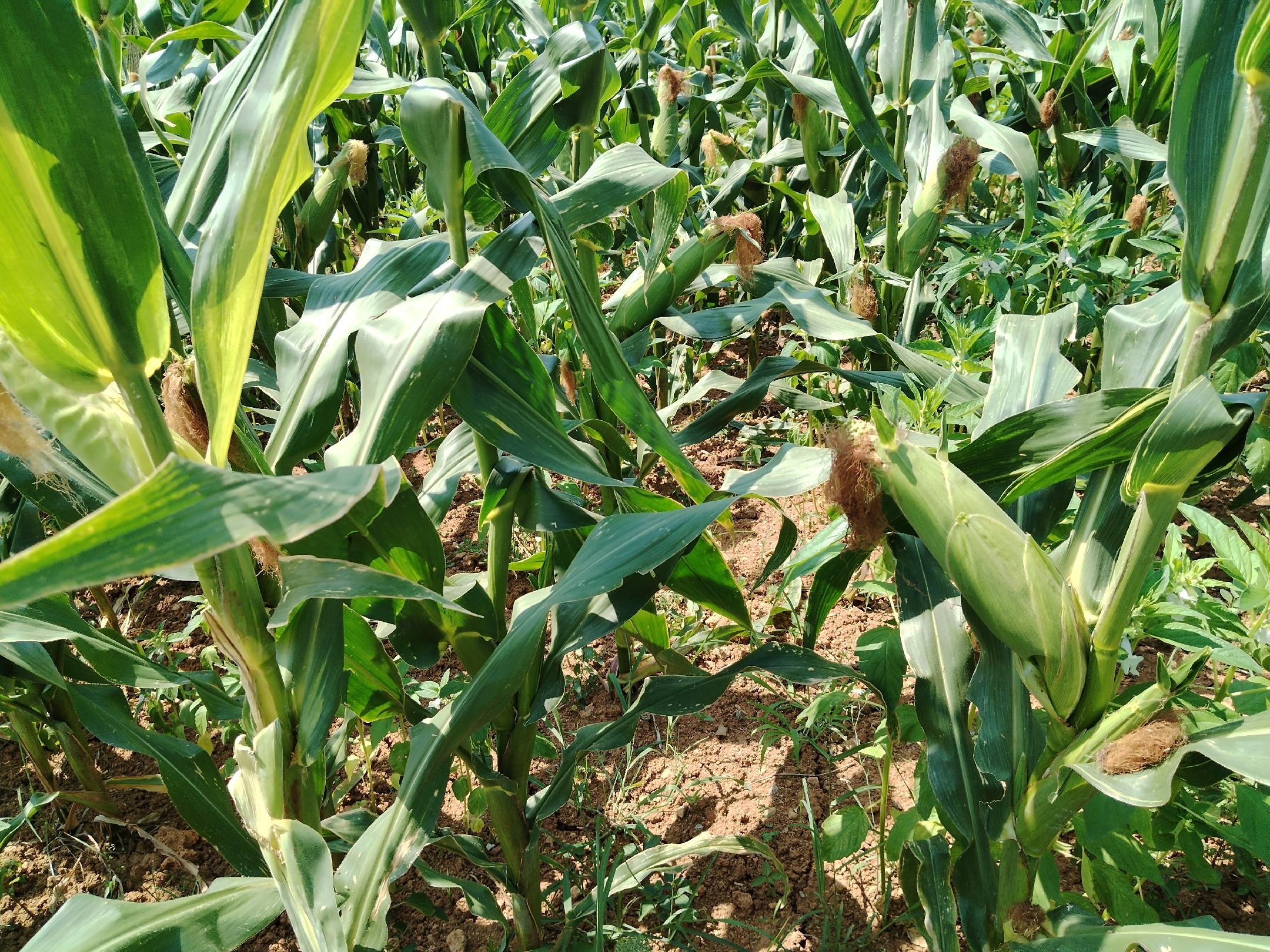 一片绿意盎然的糯玉米种植田,植株整齐排列,叶片宽大翠绿,部分玉米棒已成熟露出褐色须状花丝,阳光洒在田野上,展现自然生态的农产品生长环境 糯玉米田地生长实景