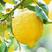 （实力代收）安岳柠檬大量供货中，四川安岳柠檬质量保证
