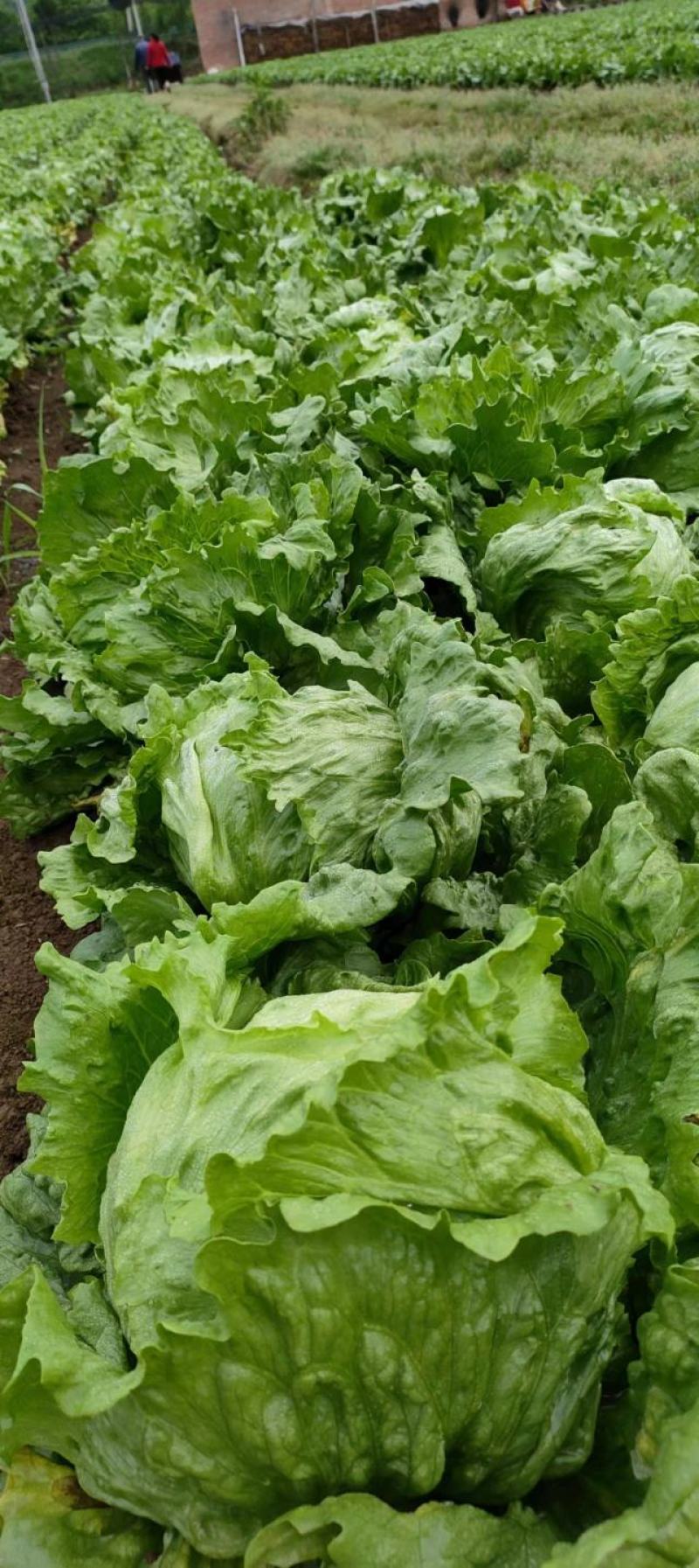 结球生菜，陕西省宝鸡市太白县结球生菜大量上市中