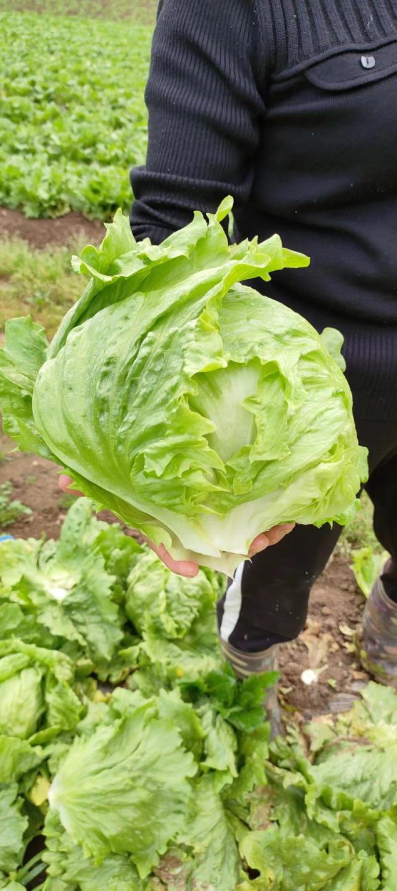 结球生菜，陕西省宝鸡市太白县结球生菜大量上市中