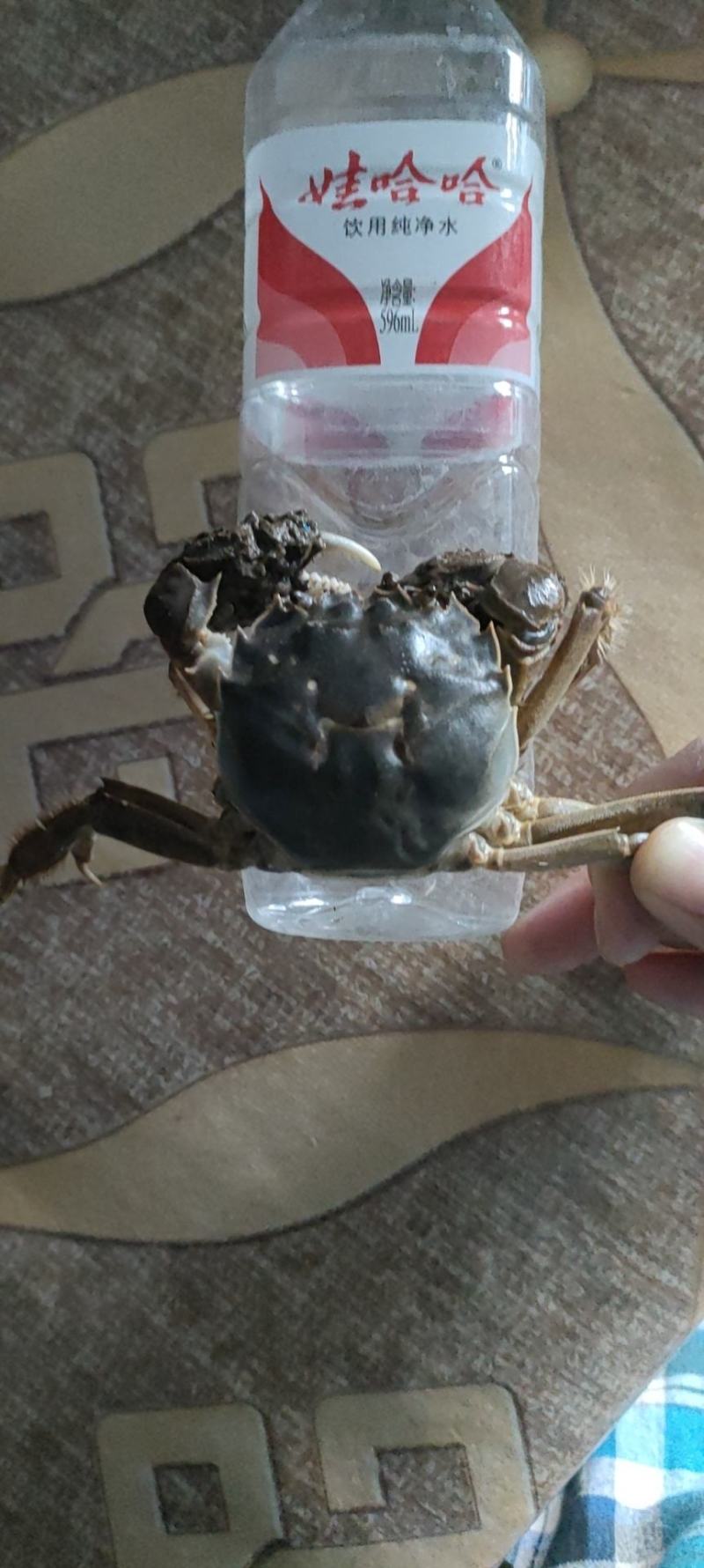 盘锦河蟹，老头蟹，各种规格货源充足直供平台，自助餐，