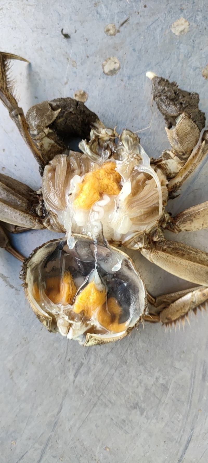盘锦河蟹，老头蟹，各种规格货源充足直供平台，自助餐，