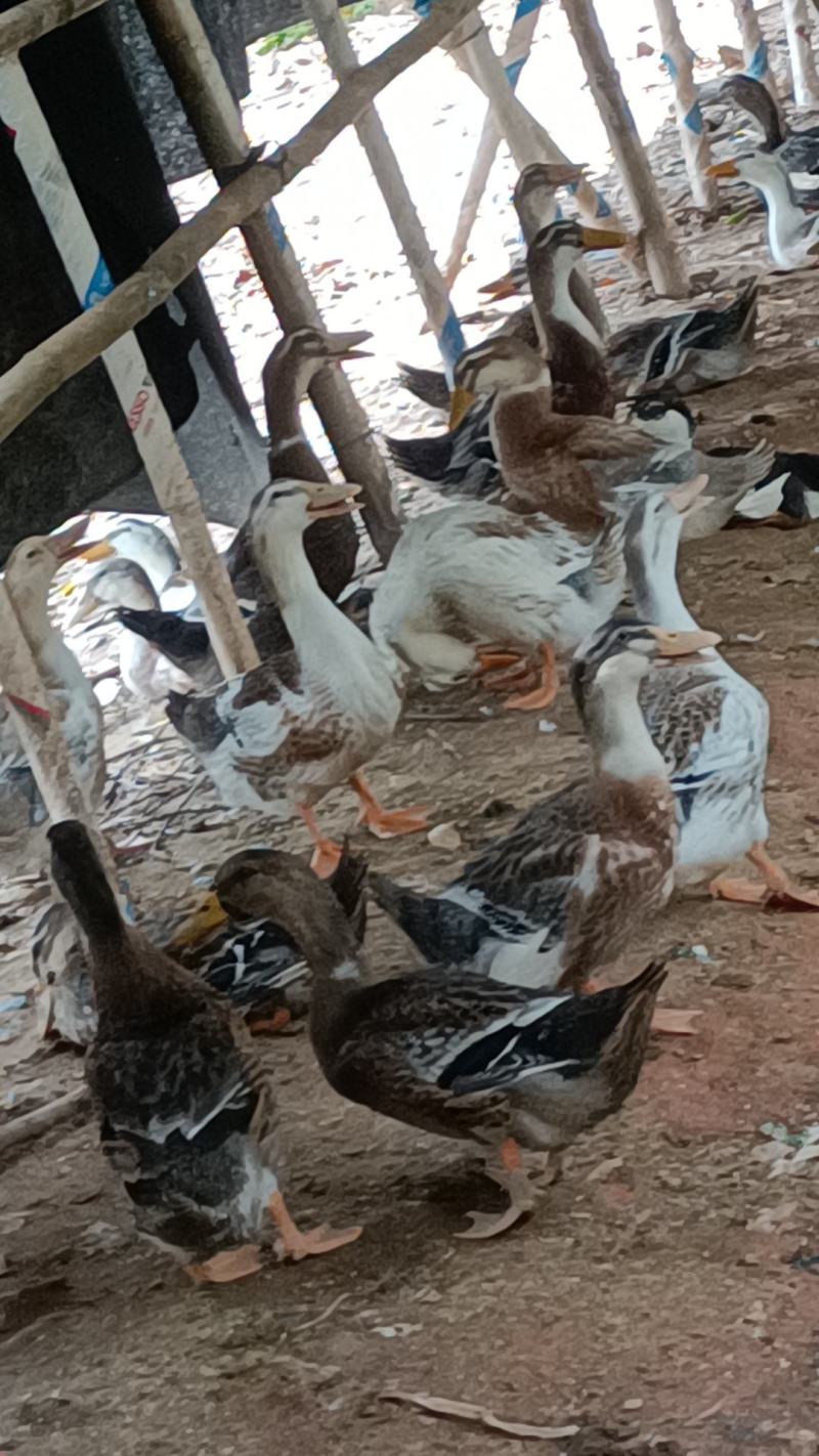 麻鸭