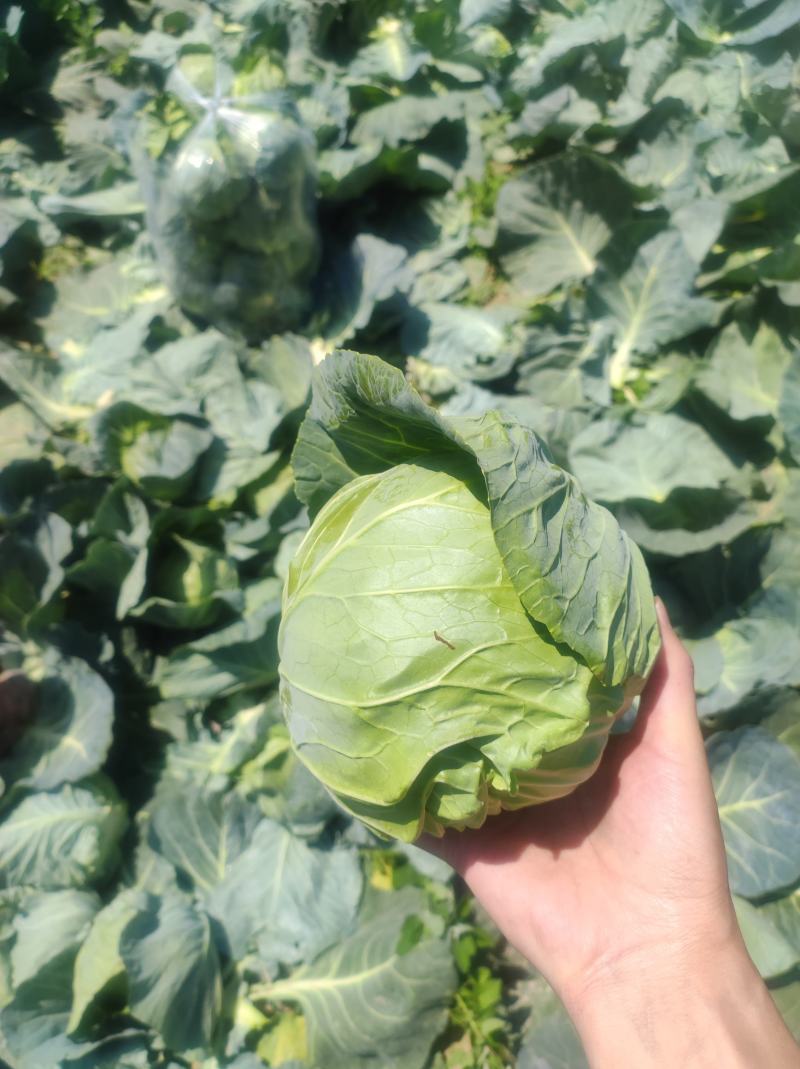 甘蓝陕西省宝鸡市太白县无公害蔬菜基地五六晚亩规模