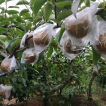 圆黄梨，黄花梨
