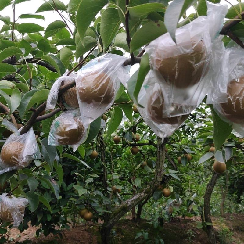 圆黄梨，黄花梨