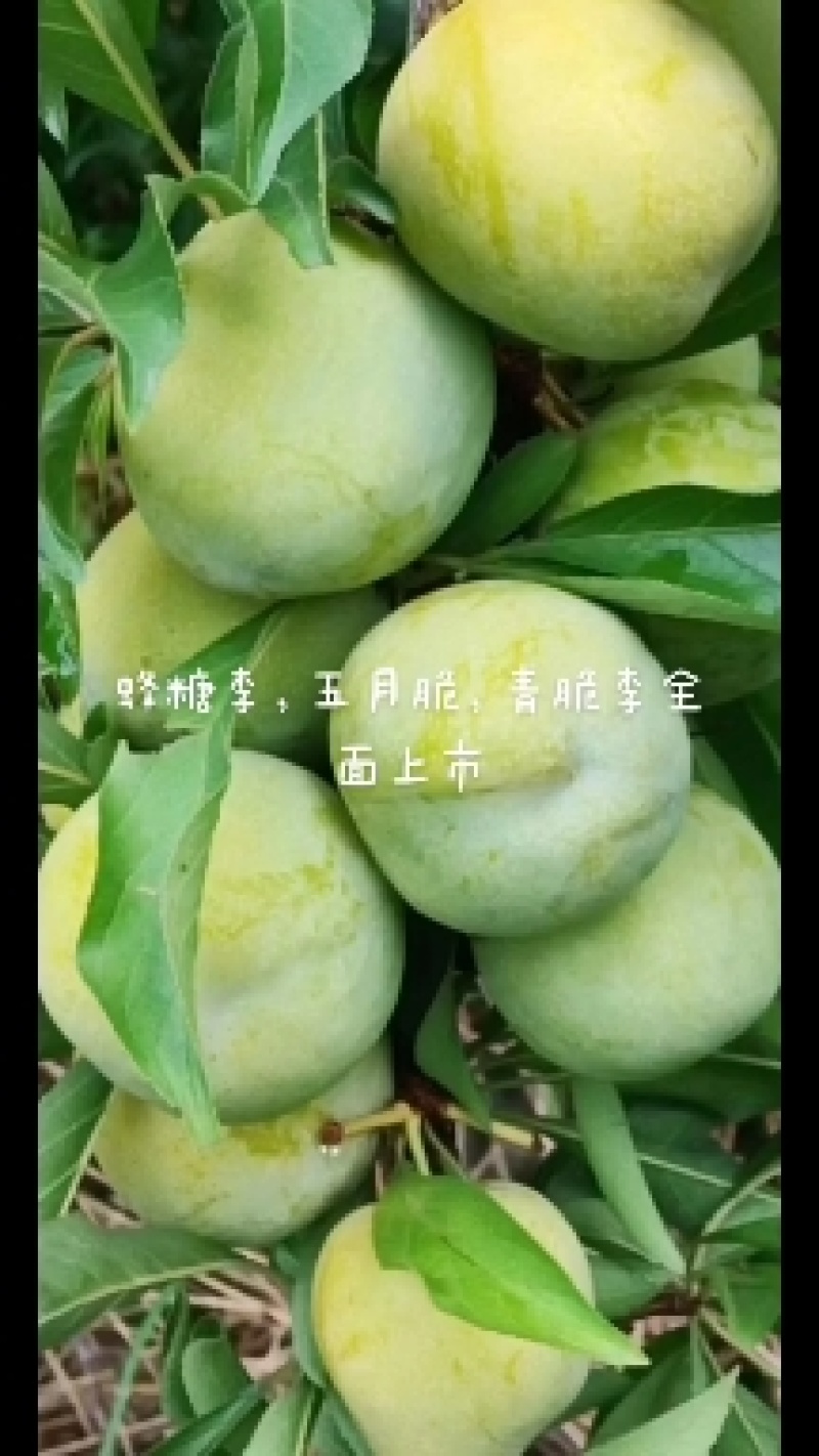 云阳本地蜂糖李上市