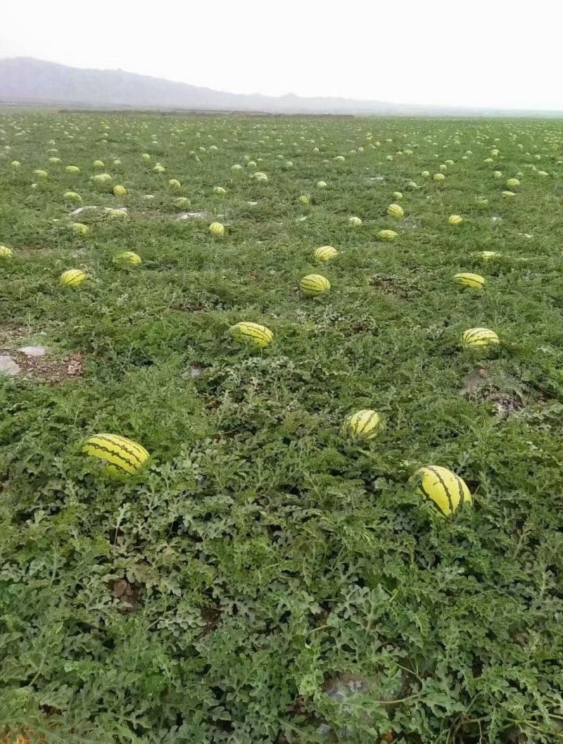 靖远精品石头瓜金花一号