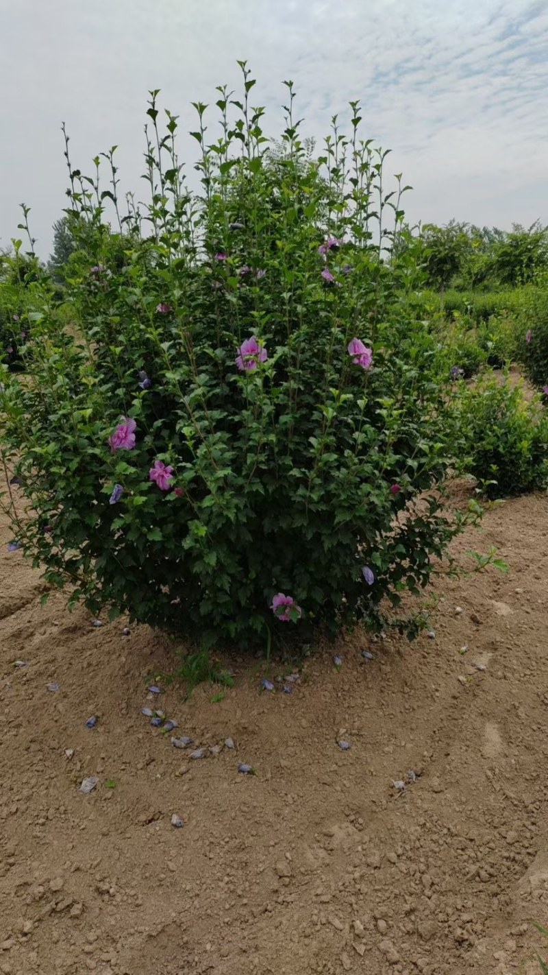 丛生木槿基地，1/3米高丛生木槿量大