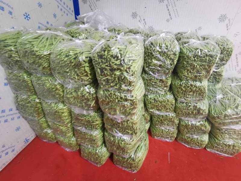 湖北豆角长阳高山四季豆产地直发货源充足欢迎来电咨询订购