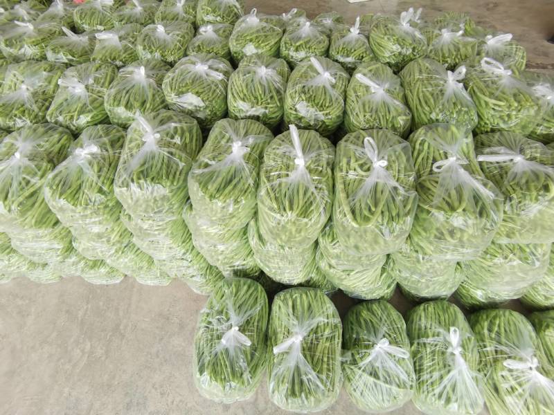 湖北豆角长阳高山四季豆产地直发货源充足欢迎来电咨询订购