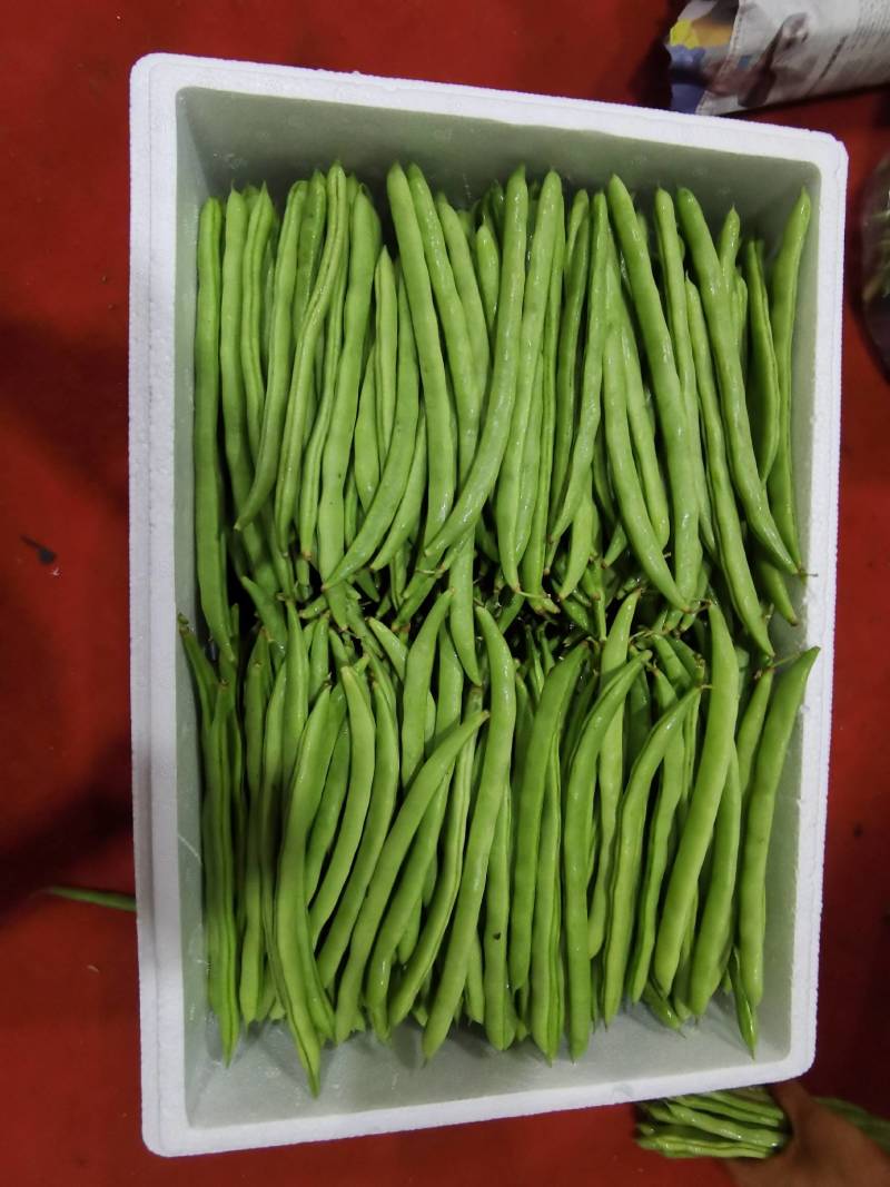湖北豆角长阳高山四季豆产地直发货源充足欢迎来电咨询订购