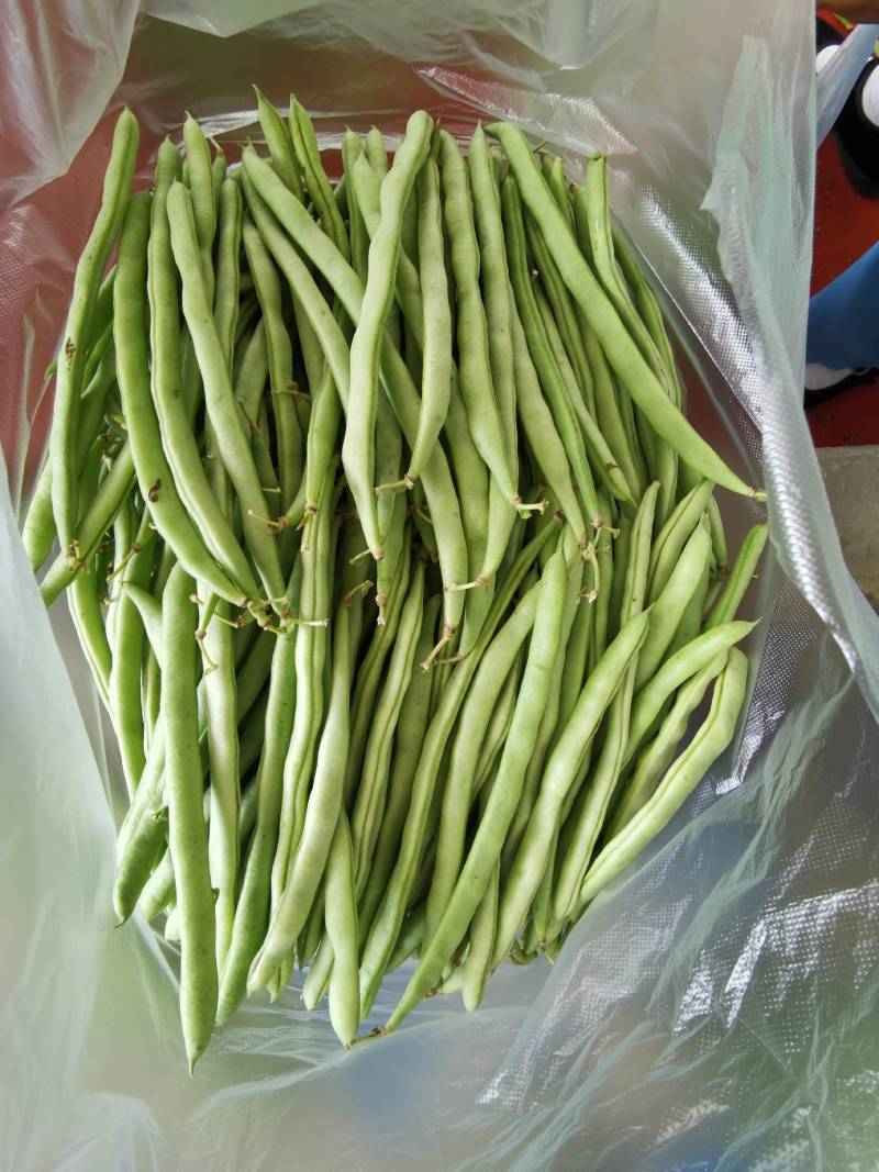 湖北豆角长阳高山四季豆产地直发货源充足欢迎来电咨询订购