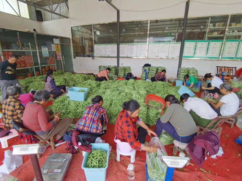 湖北豆角长阳高山四季豆产地直发货源充足欢迎来电咨询订购