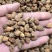 批发中药材益智仁香料批发益智仁量大价优