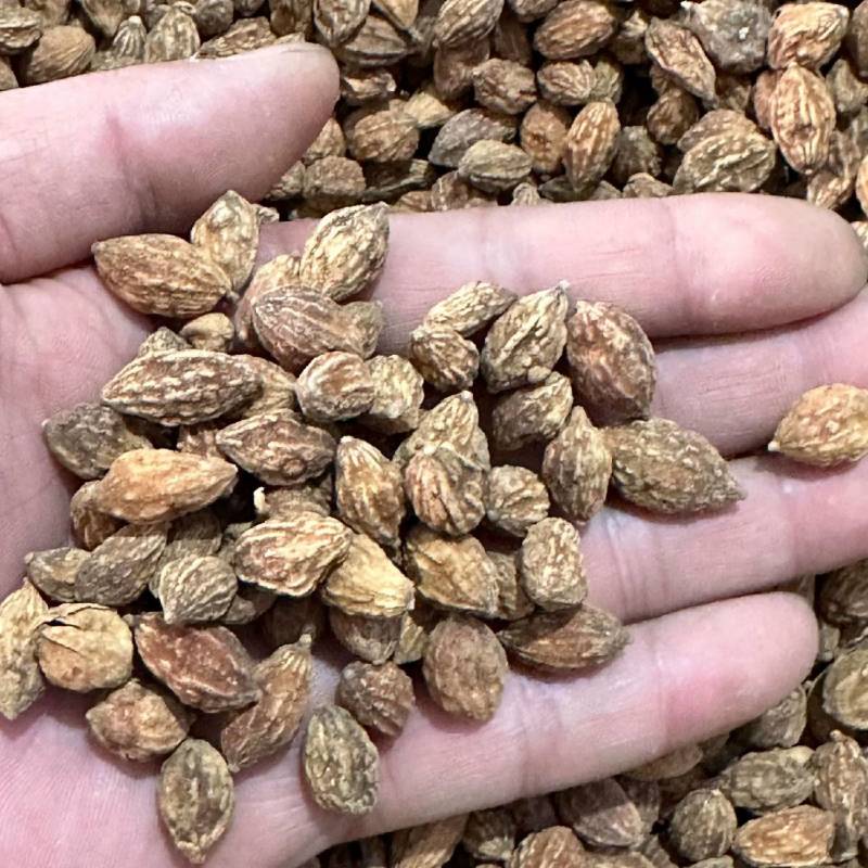 批发中药材益智仁香料批发益智仁量大价优