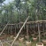 云南樱花冬樱花移栽熟苗5-20分规格齐全