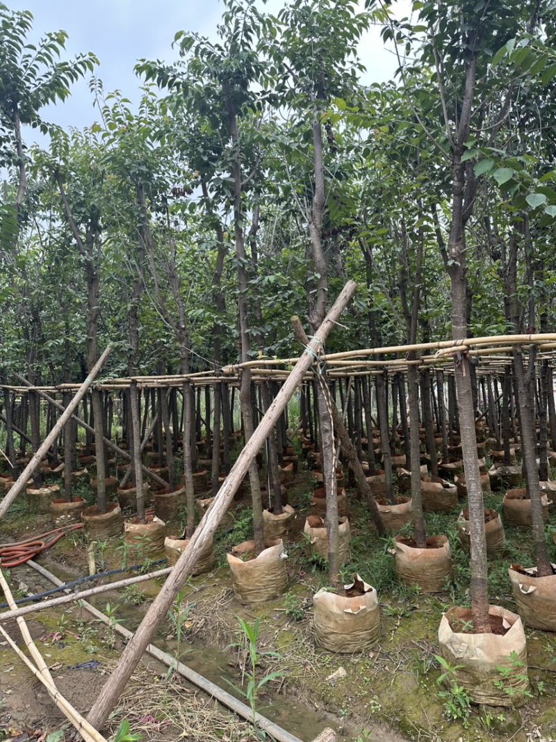 云南樱花冬樱花移栽熟苗5-20分规格齐全
