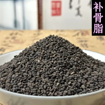 批发中药材补骨脂盐补骨脂破故纸黑故子实物拍摄