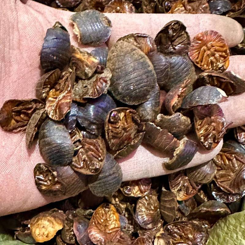 批发中药材土元土鳖虫土鳖虫粉免费打粉土鳖虫实物