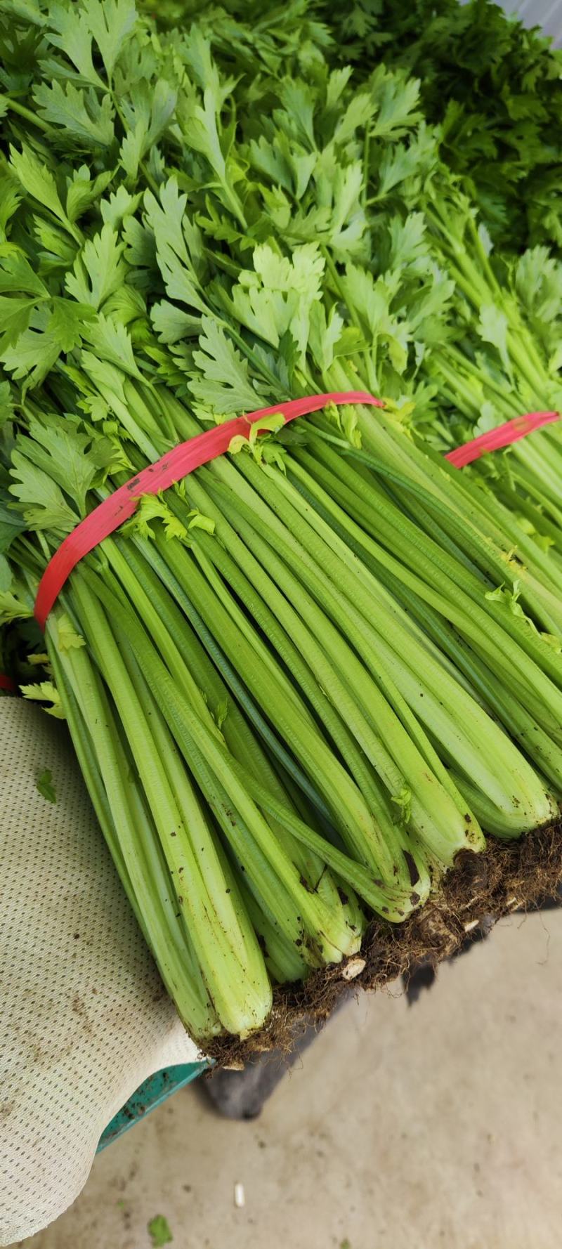 大棚精品西芹