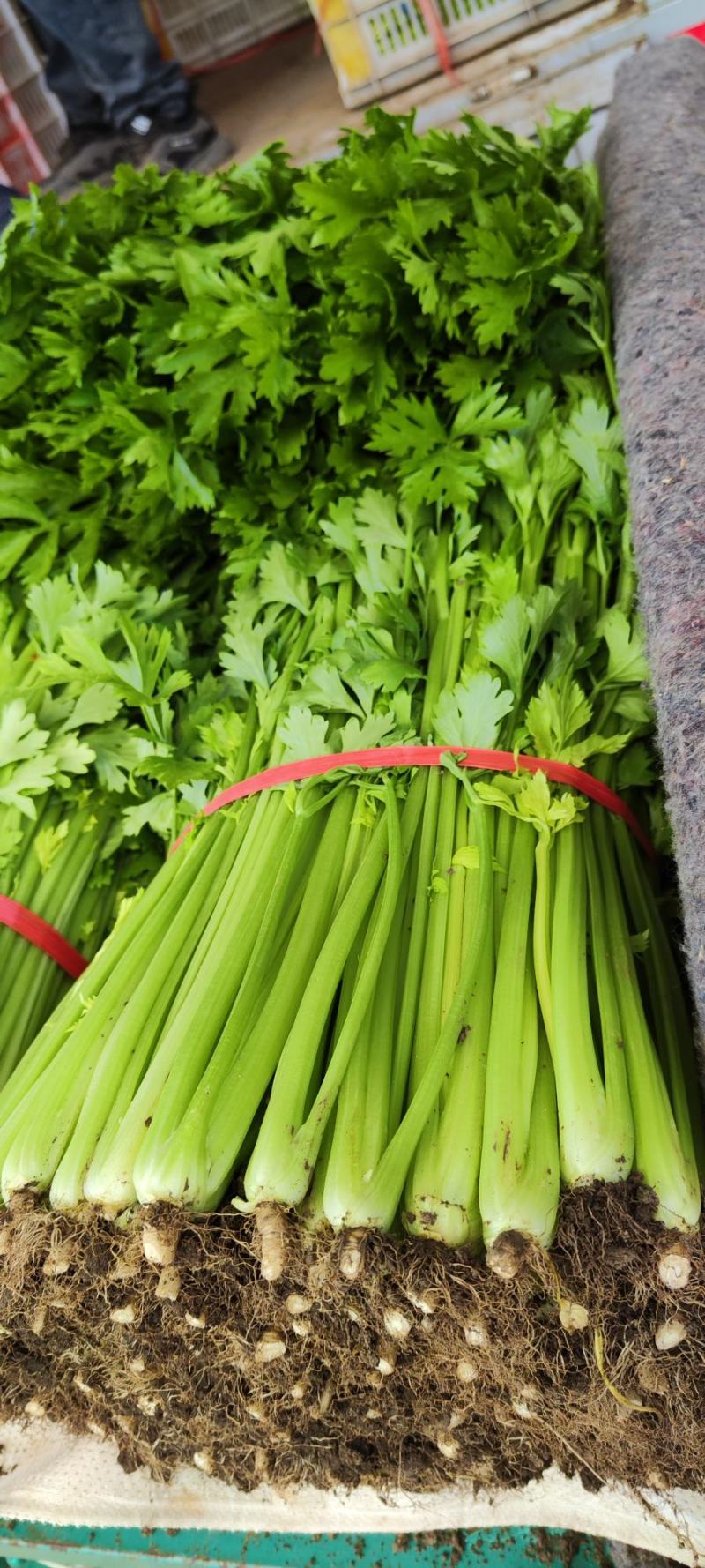 大棚精品西芹