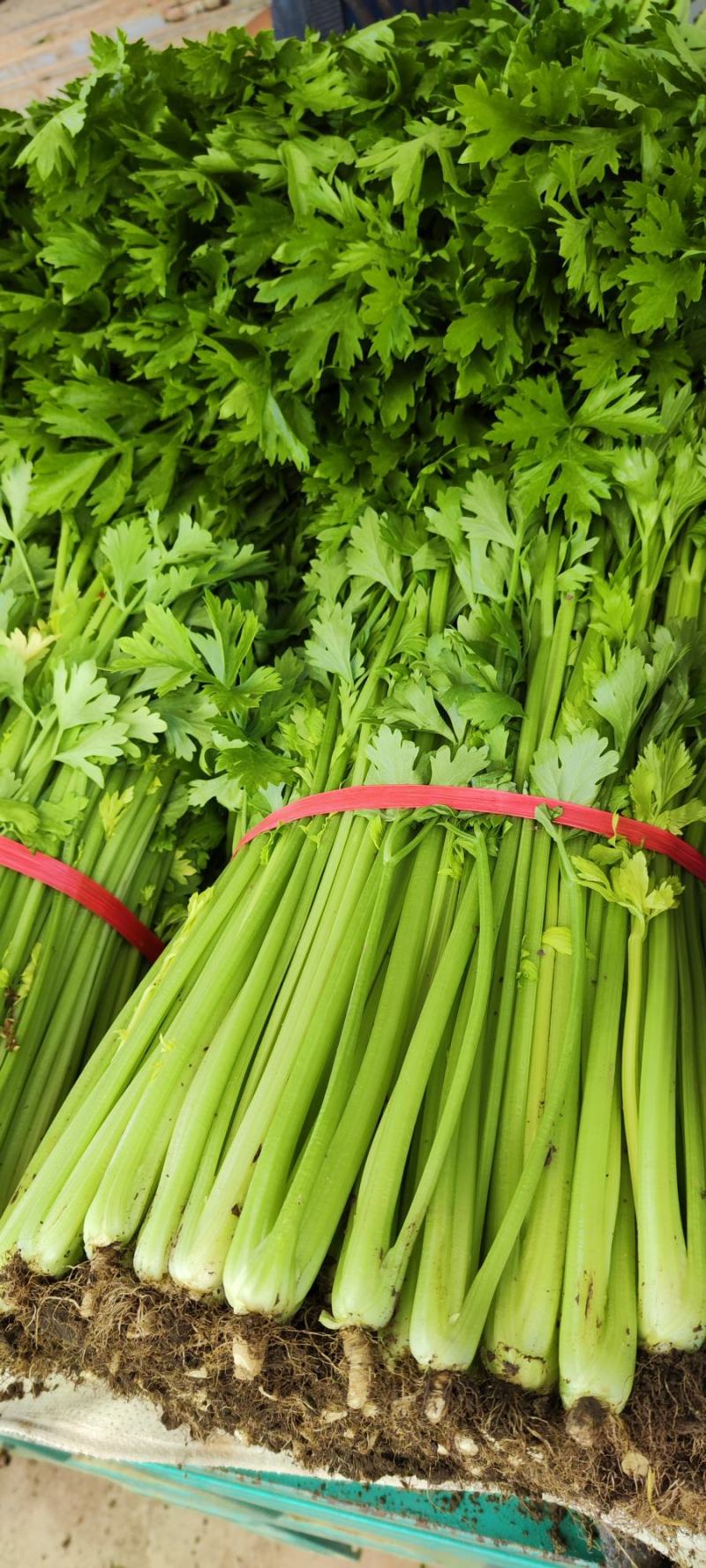 大棚精品西芹