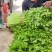 大棚精品西芹