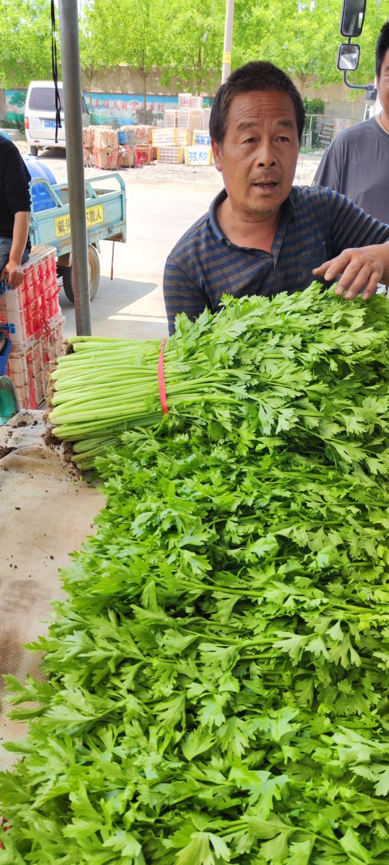大棚精品西芹