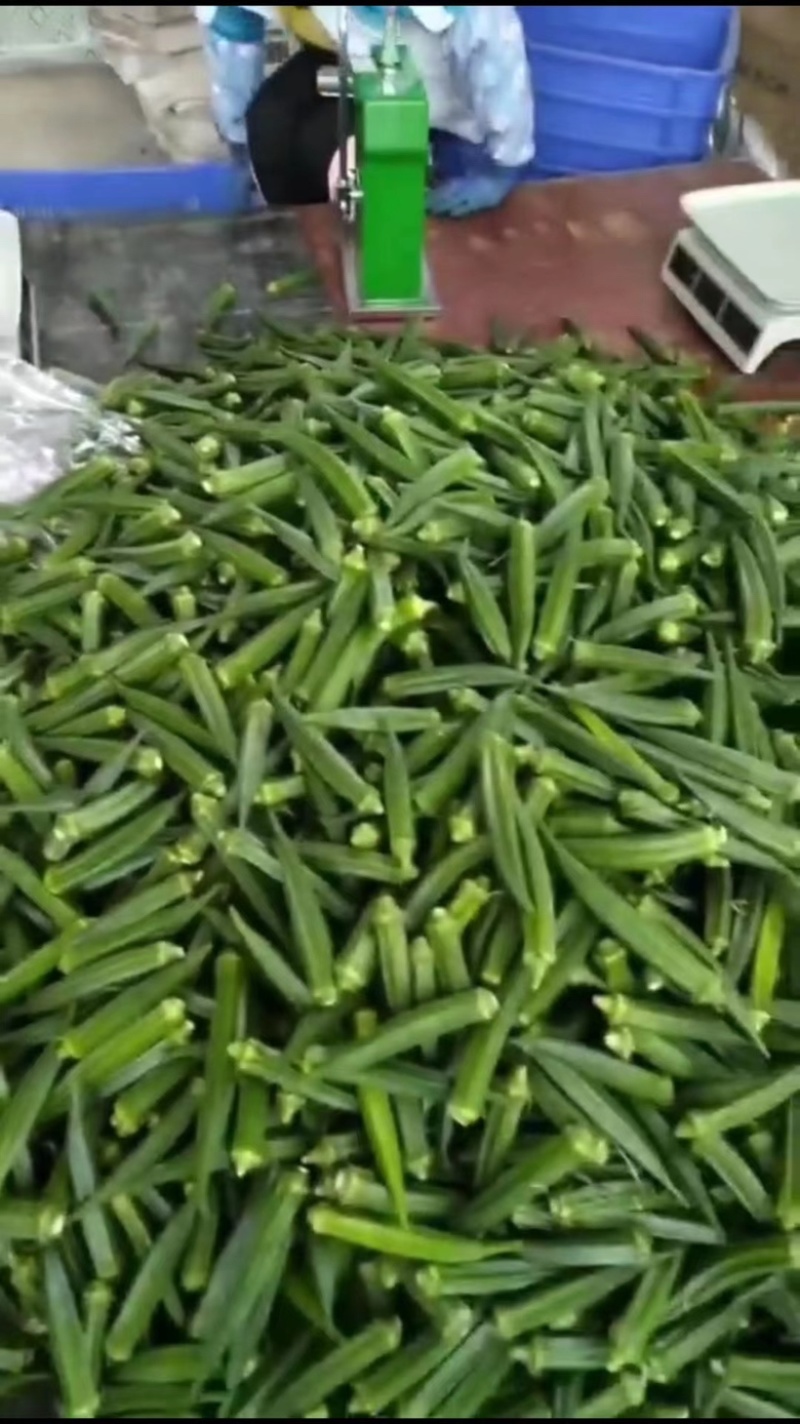 黄秋葵