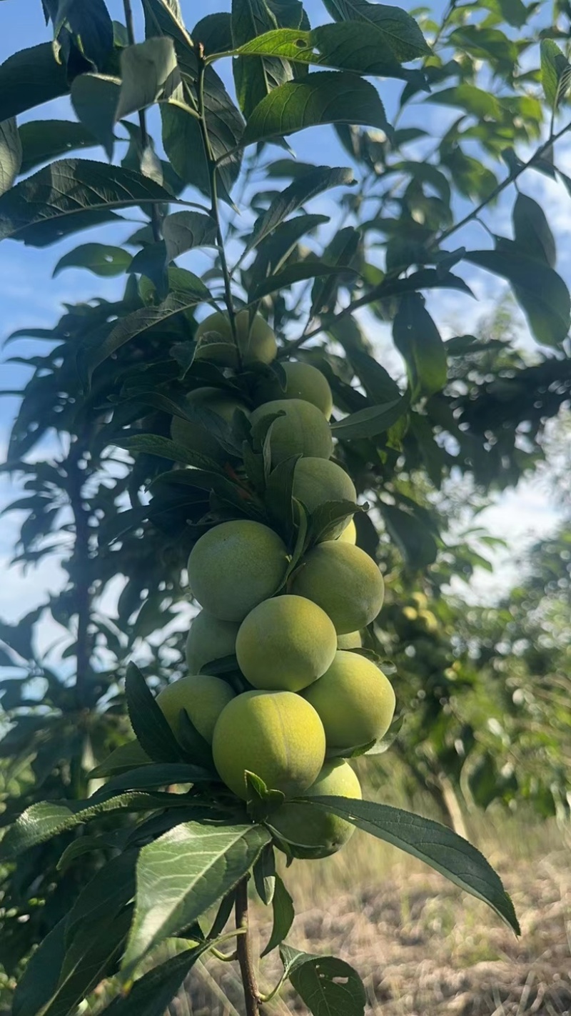 青脆李大量出货，承接各种渠道，一件代发，电商平台