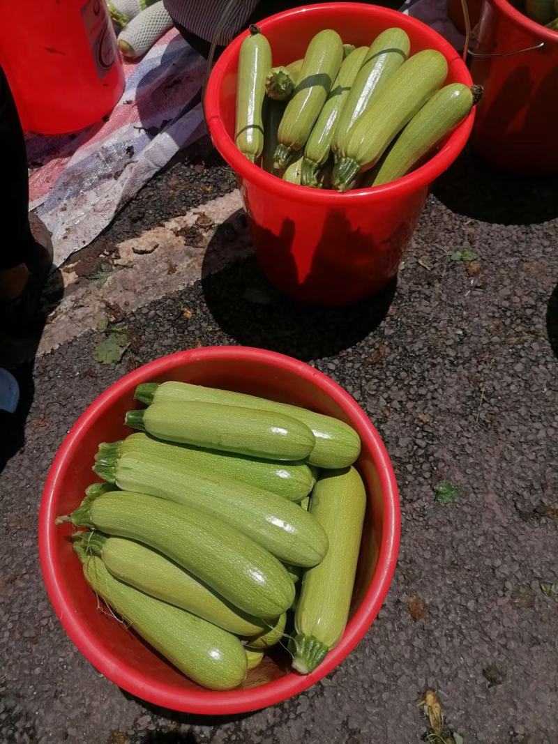 精品绿皮西葫芦（小瓜）质优价廉，欢迎采购，量大