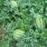百亩露天瓜，8斤起售，头茬精品，预计7天左右上市