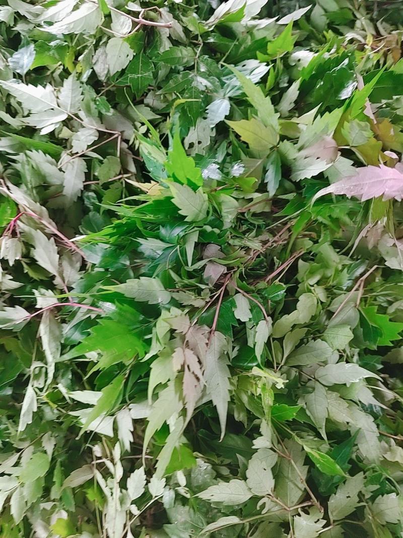 野生藤茶/茶粉/精品藤茶/藤茶原料莓茶茶叶欢迎来电选购