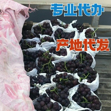 代收茶淀玫瑰香葡萄，大量有货！诚信为本！专业代收代发！