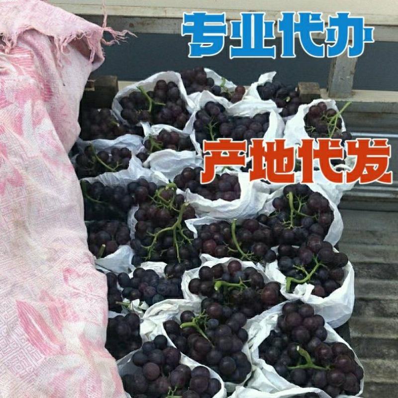 代收茶淀玫瑰香葡萄，大量有货！诚信为本！专业代收代发！