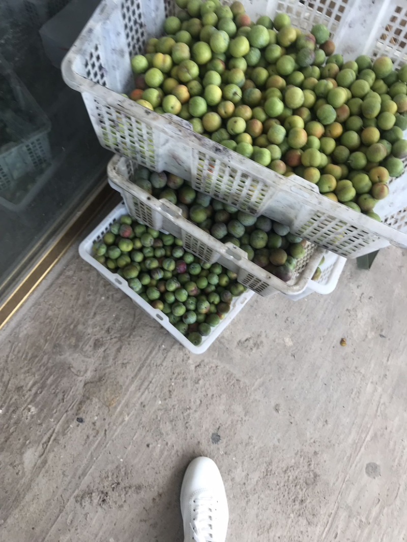 半边红脆骨李