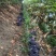夏黑葡萄冷棚糖度高价格不高