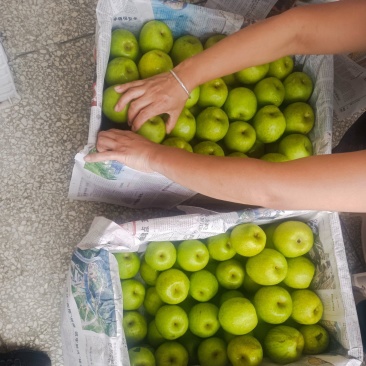 脆冠梨