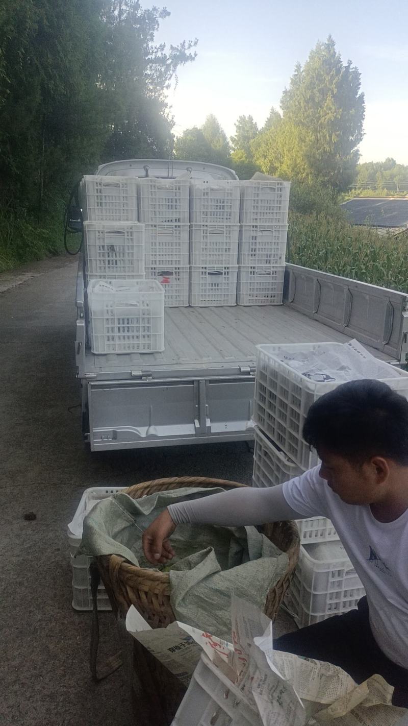 脆冠梨