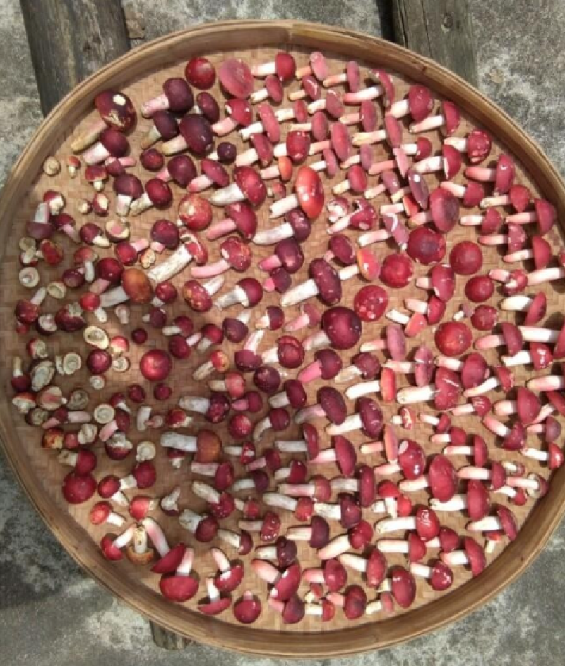野生红菇批发产地直销干货土特产大红菌正红蘑菇食用菌滋补