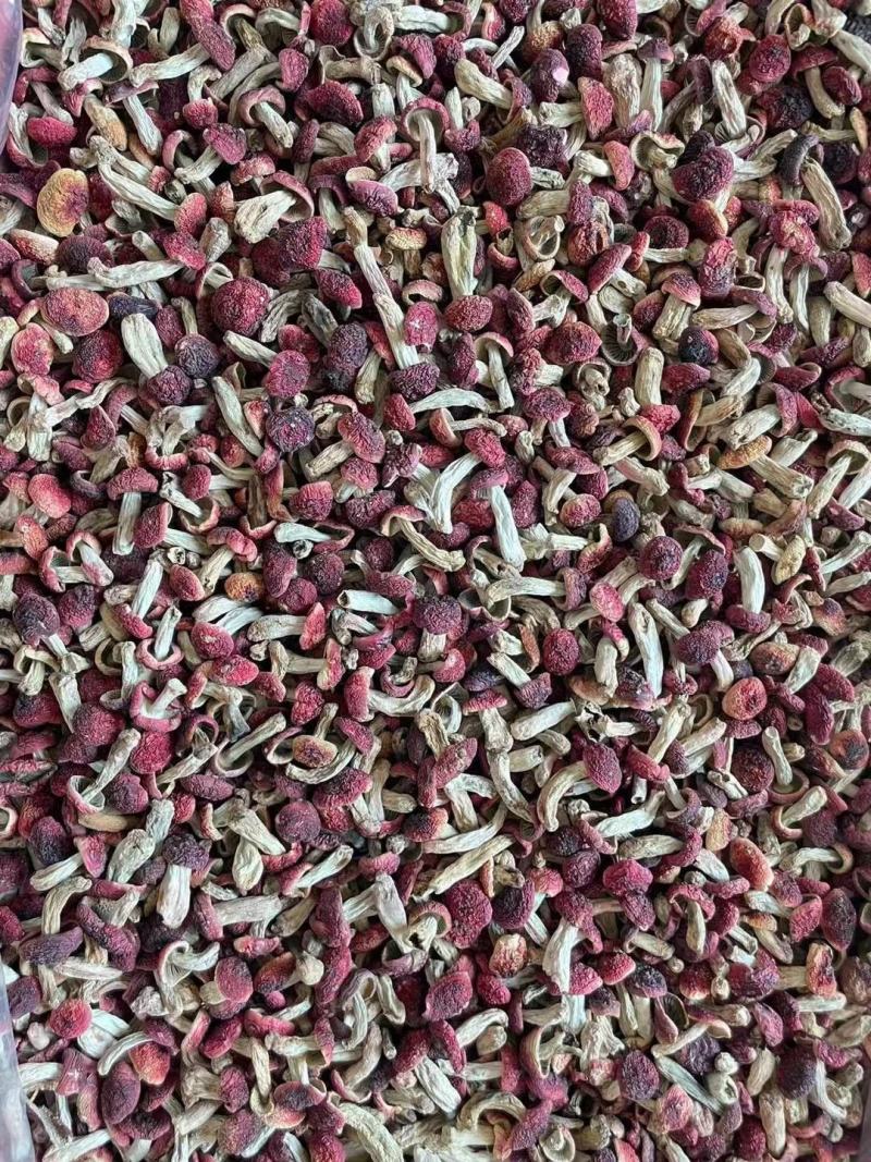 野生红菇批发产地直销干货土特产大红菌正红蘑菇食用菌滋补