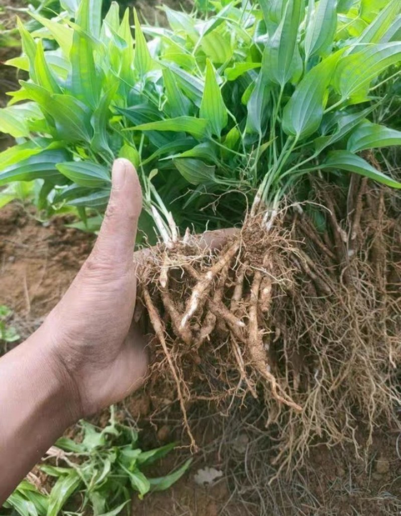 【百部苗】对叶百部苗红花紫花白花百部苗高产品种种植回收