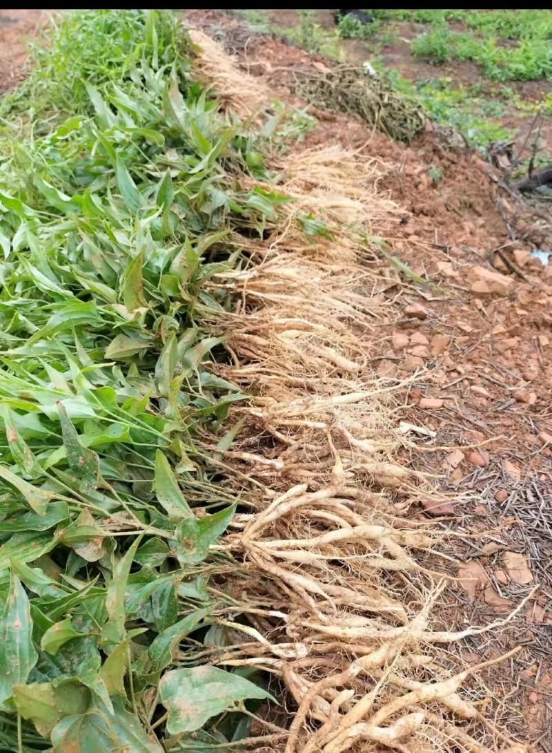【百部苗】对叶百部苗红花紫花白花百部苗高产品种种植回收