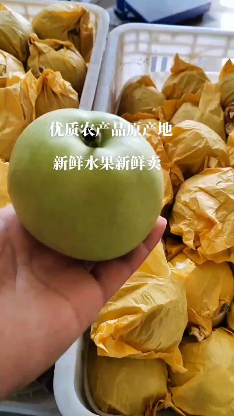 山东冠县绿宝石梨大量上市口感脆甜供应商超社团批发市场