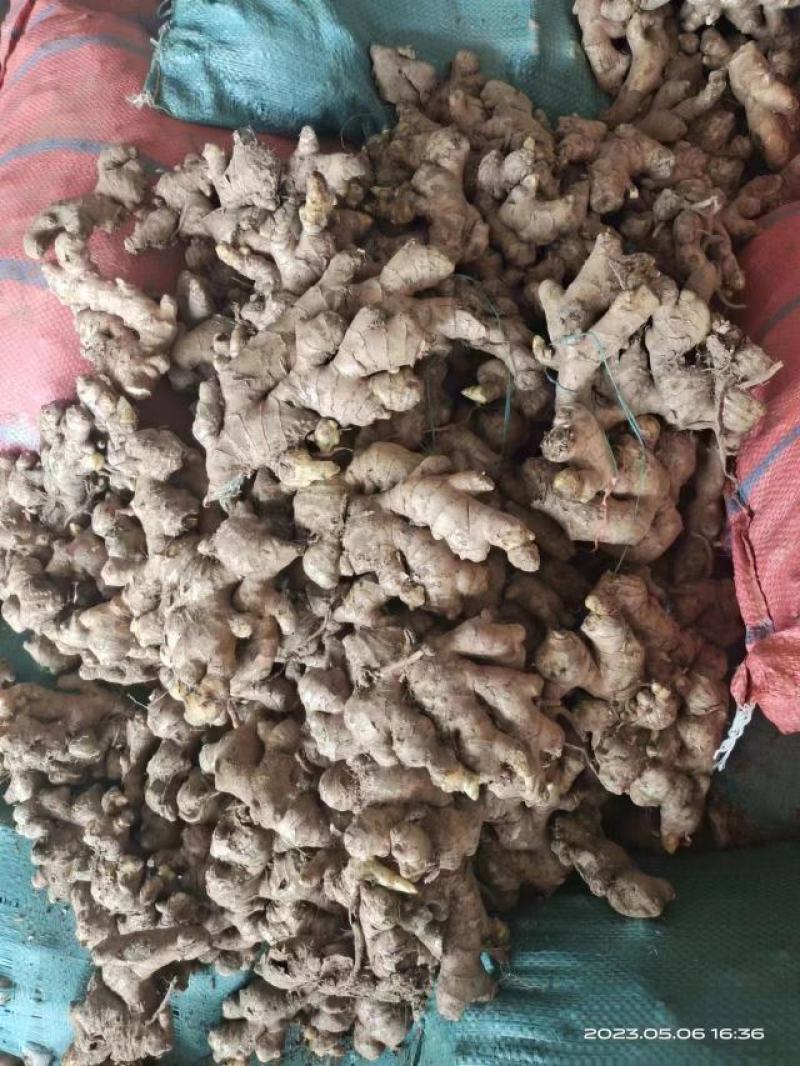 热推～陕西圆头姜大小黄姜产地批发，快大、颜色好看，风干姜