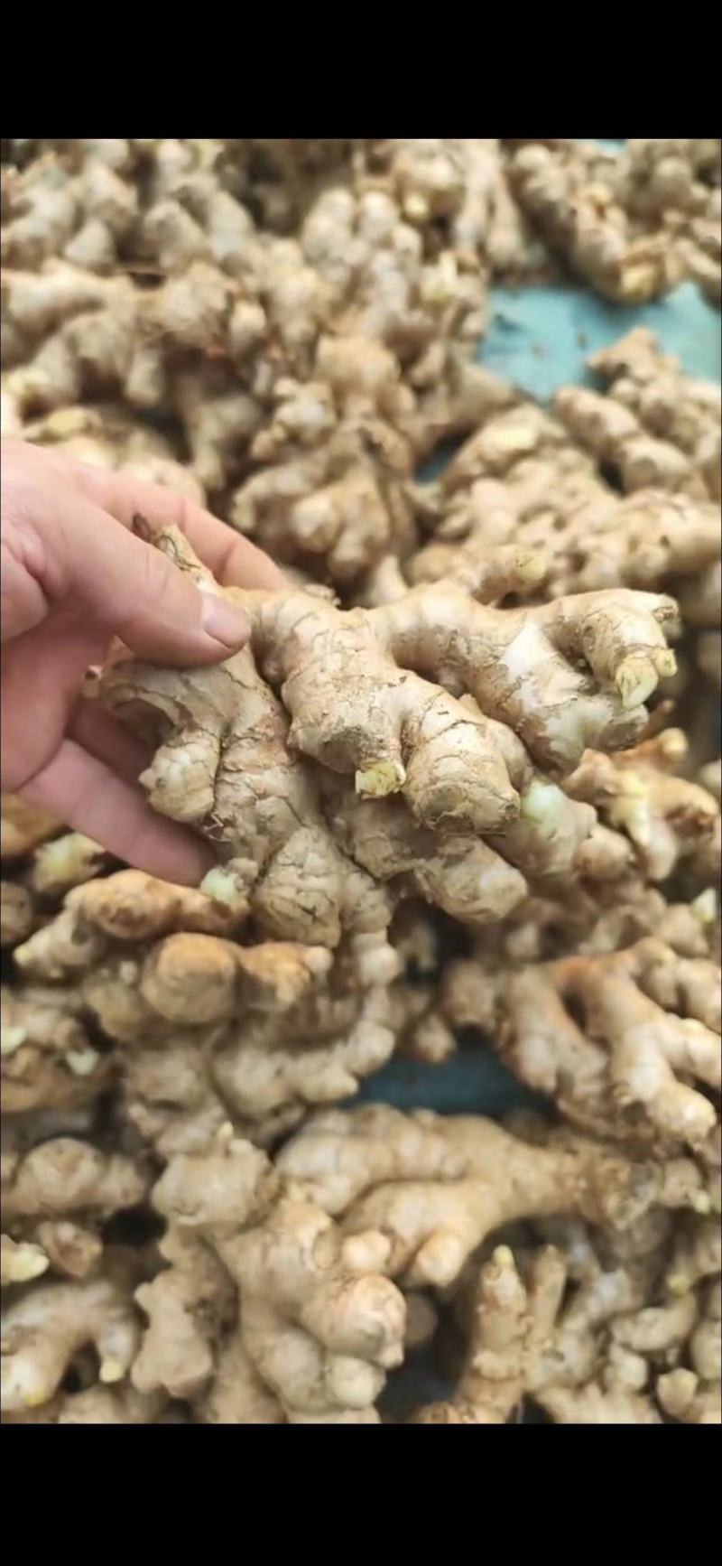 热推～陕西圆头姜大小黄姜产地批发，快大、颜色好看，风干姜